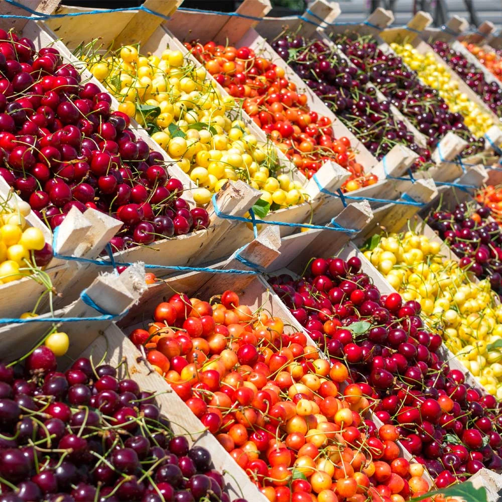 3-in-1 Cherry Tree - Image 2