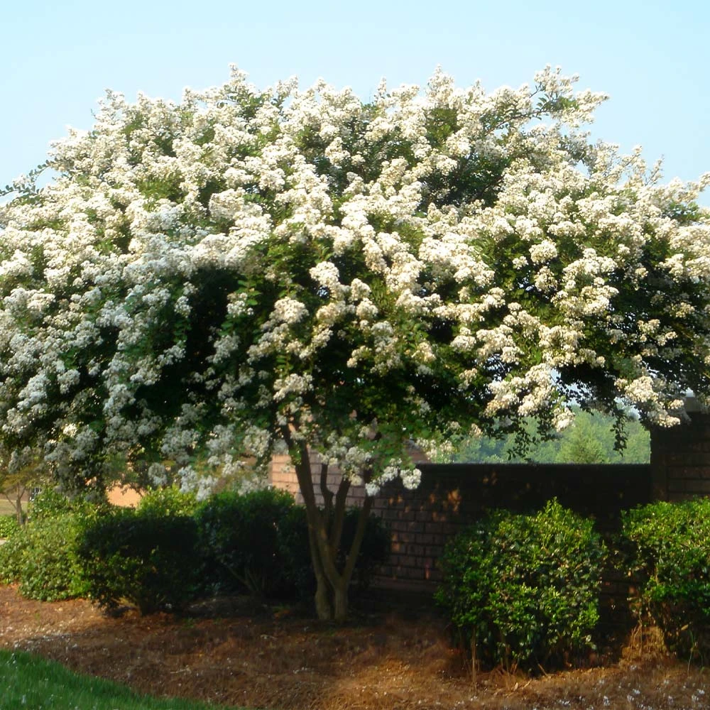 Natchez Crape Myrtle Tree - Image 5