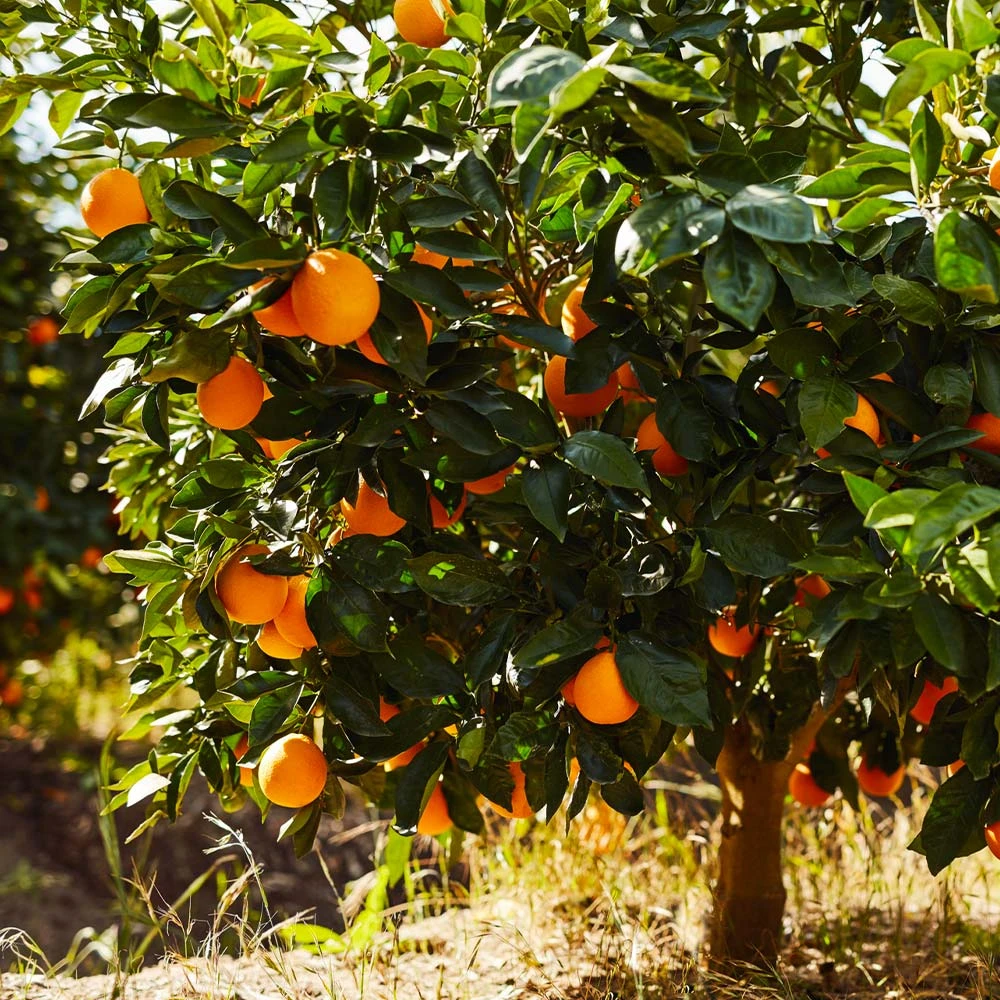 Navel Orange Tree - Image 2