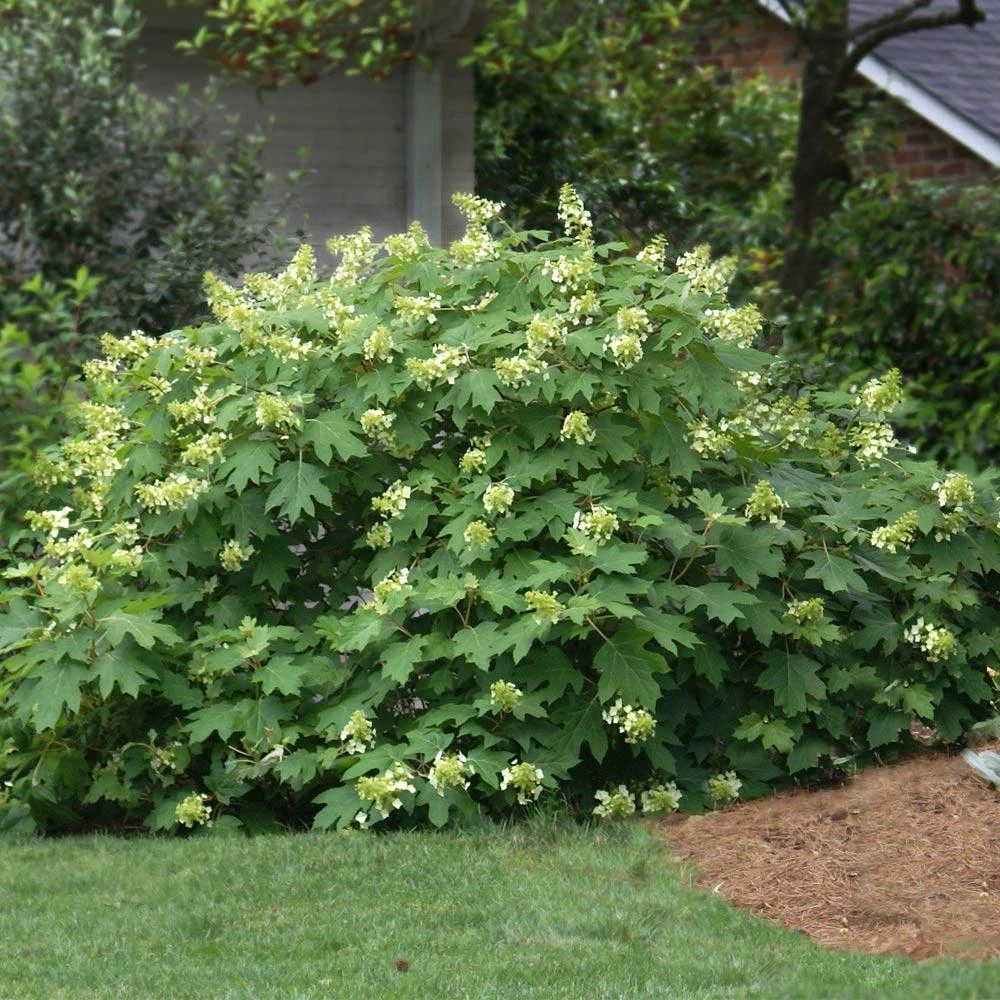 Oakleaf Hydrangea Shrub - Image 2