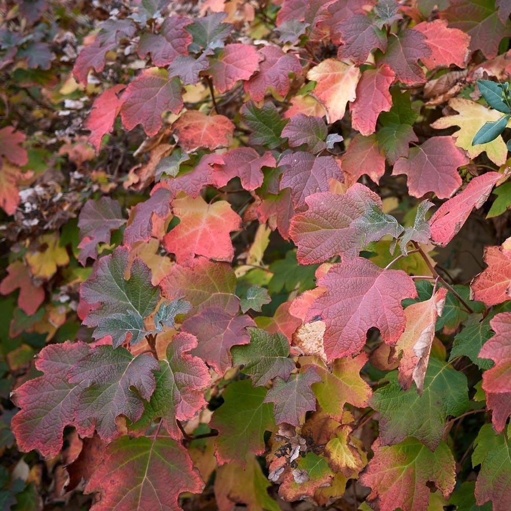 Oakleaf Hydrangea Shrub - Image 4