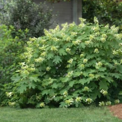 Oakleaf Hydrangea Shrub