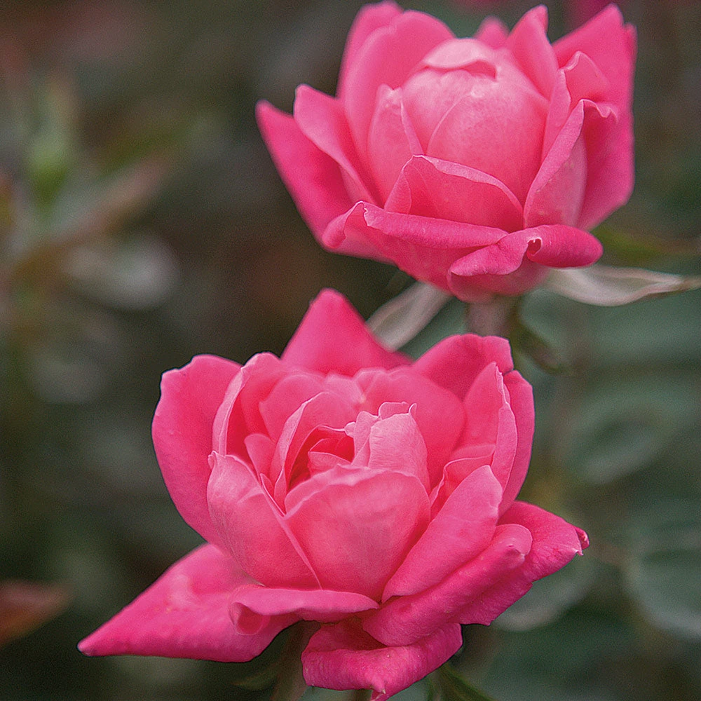 Double Pink Knock Out® Rose - Image 3
