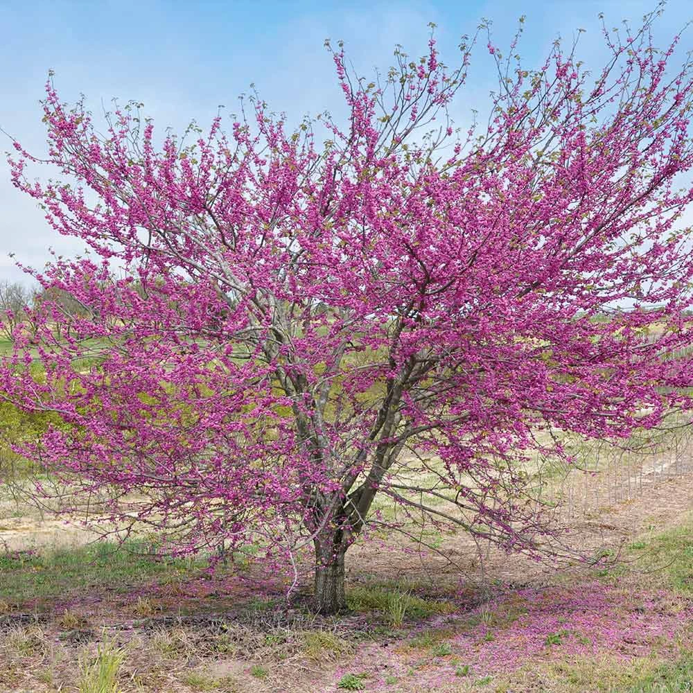 'Pink Pom Poms' Redbud Tree - Image 4