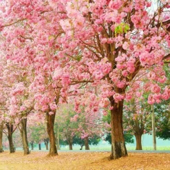 Pink Trumpet Tree