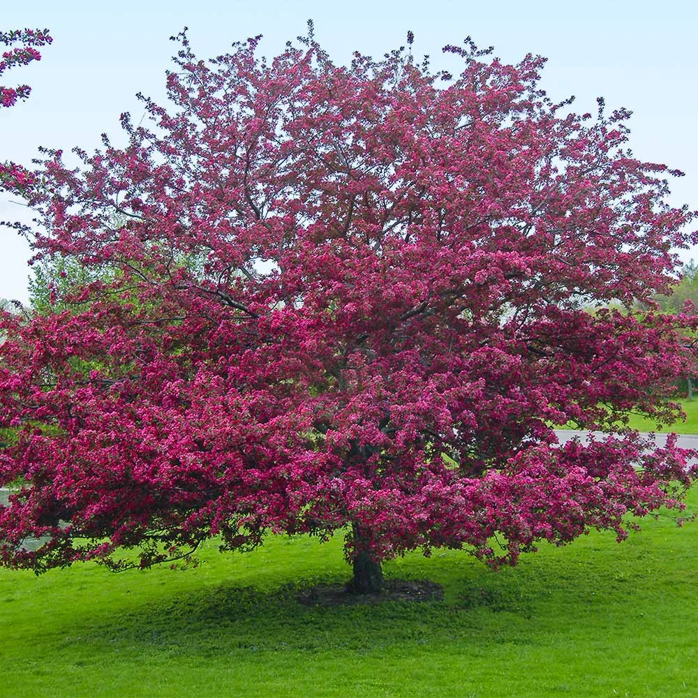 Profusion Crabapple Tree - Image 6