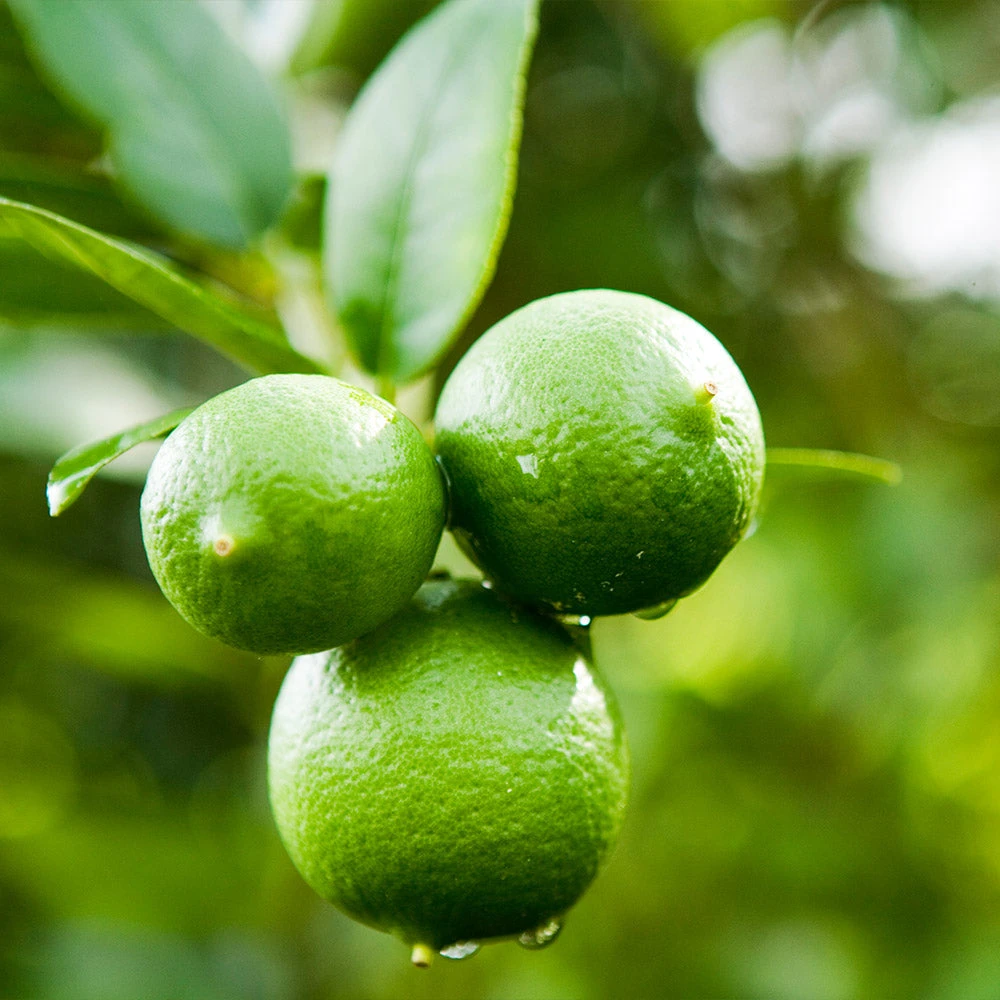 Persian 'Bearss' Lime Bush - Image 2