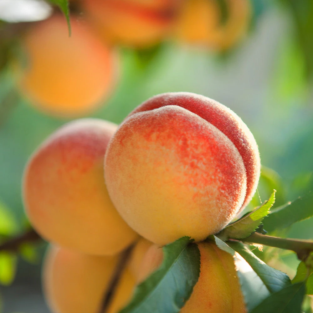 Red Baron Peach Tree - Image 3