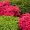 Red Ruffles Azalea Shrub