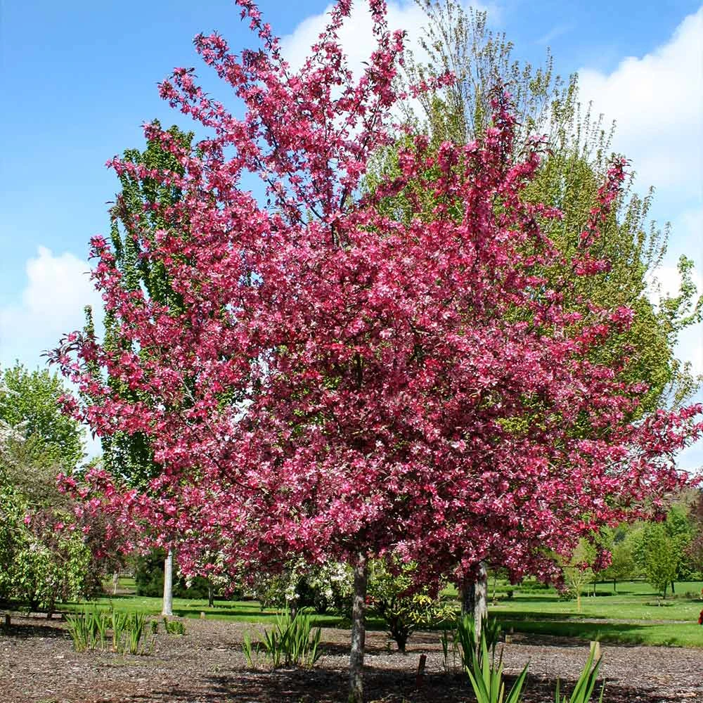 Royal Raindrops® Crabapple Tree - Image 4
