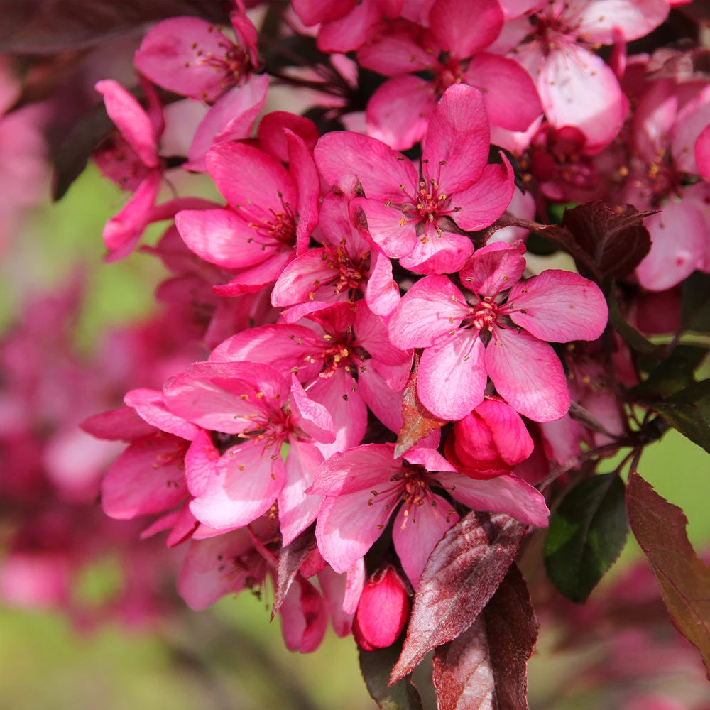 Royal Raindrops® Crabapple Tree - Image 5