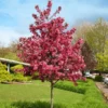 Royal Raindrops® Crabapple Tree