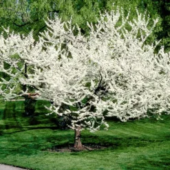 Royal White Redbud Tree