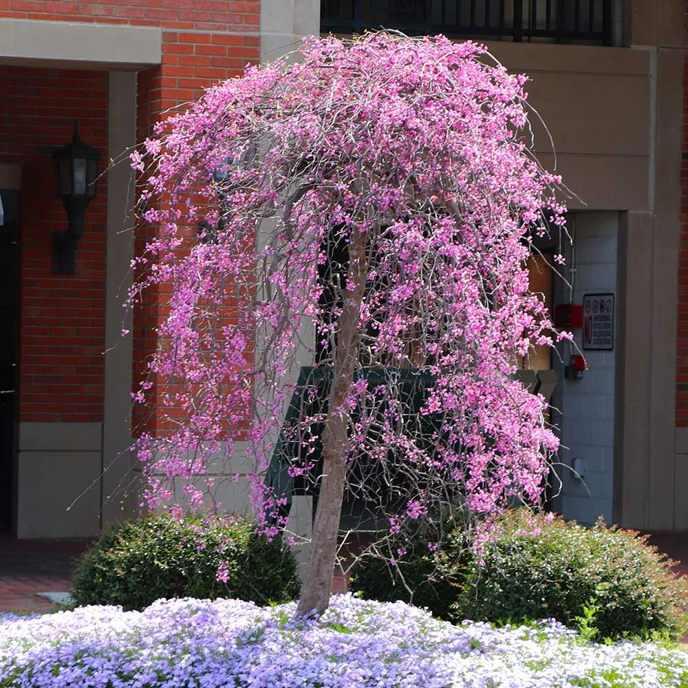 Ruby Falls Redbud Tree - Image 3