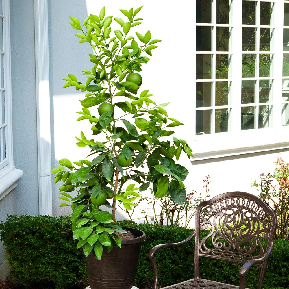 Ruby Red Grapefruit Tree - Image 5