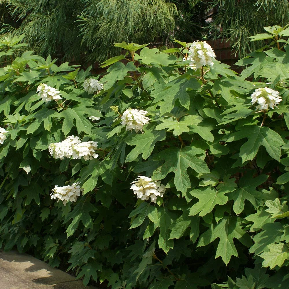 Ruby Slippers Hydrangea Shrub - Image 3