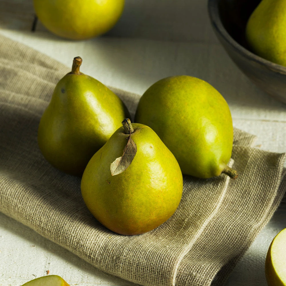 Seckel Pear Tree - Image 4