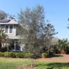 Sikitita Olive Tree