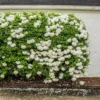 Snowball Bush