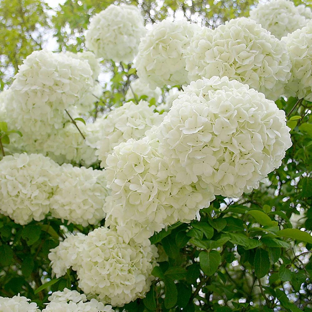 Snowball Bush - Image 7