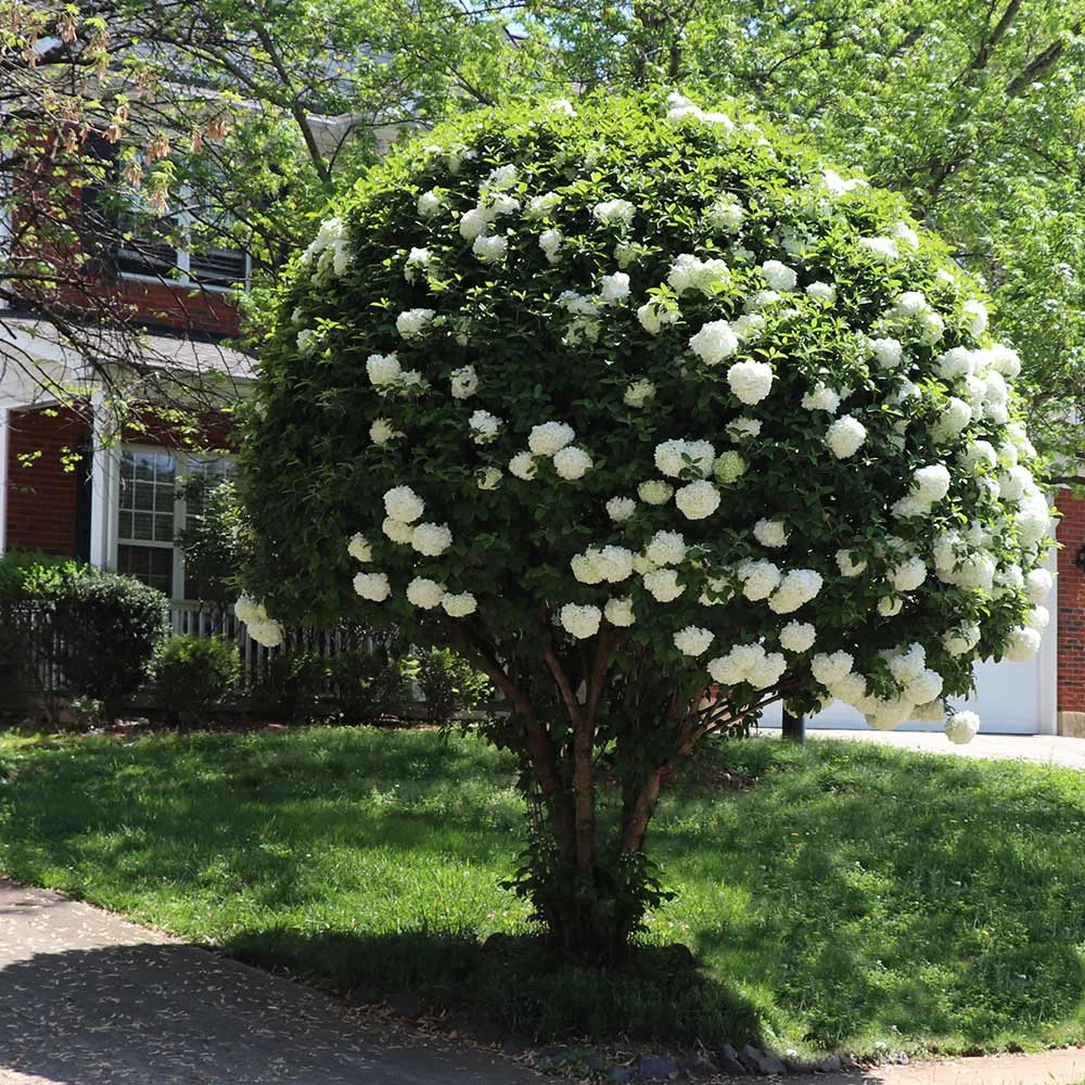 Snowball Bush - Image 6