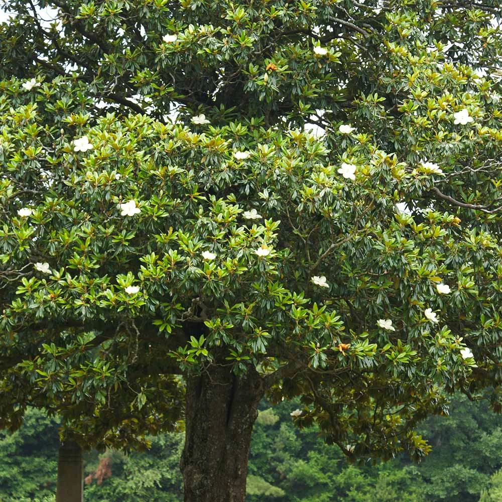 Southern Magnolia - Image 5