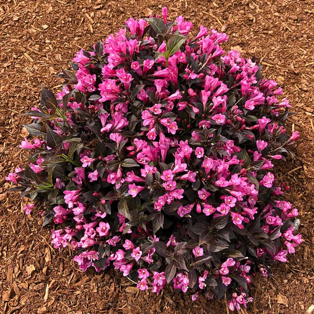 Stunner® Weigela - Image 2
