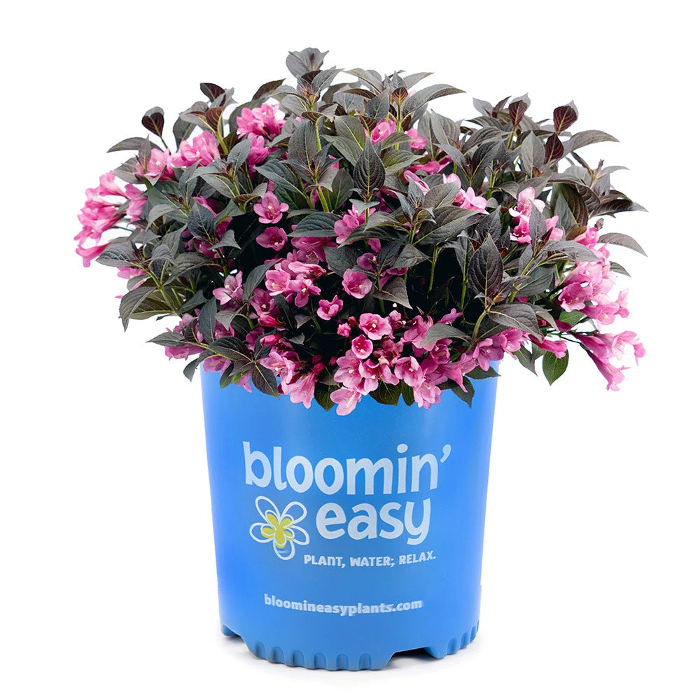Stunner® Weigela - Image 4