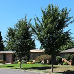 Emerald SunshineĀ® Elm Tree