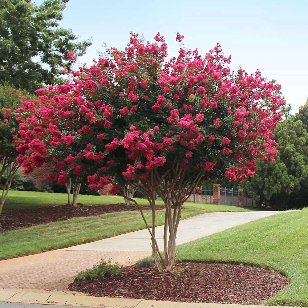 Tonto Crape Myrtle Tree - Image 3