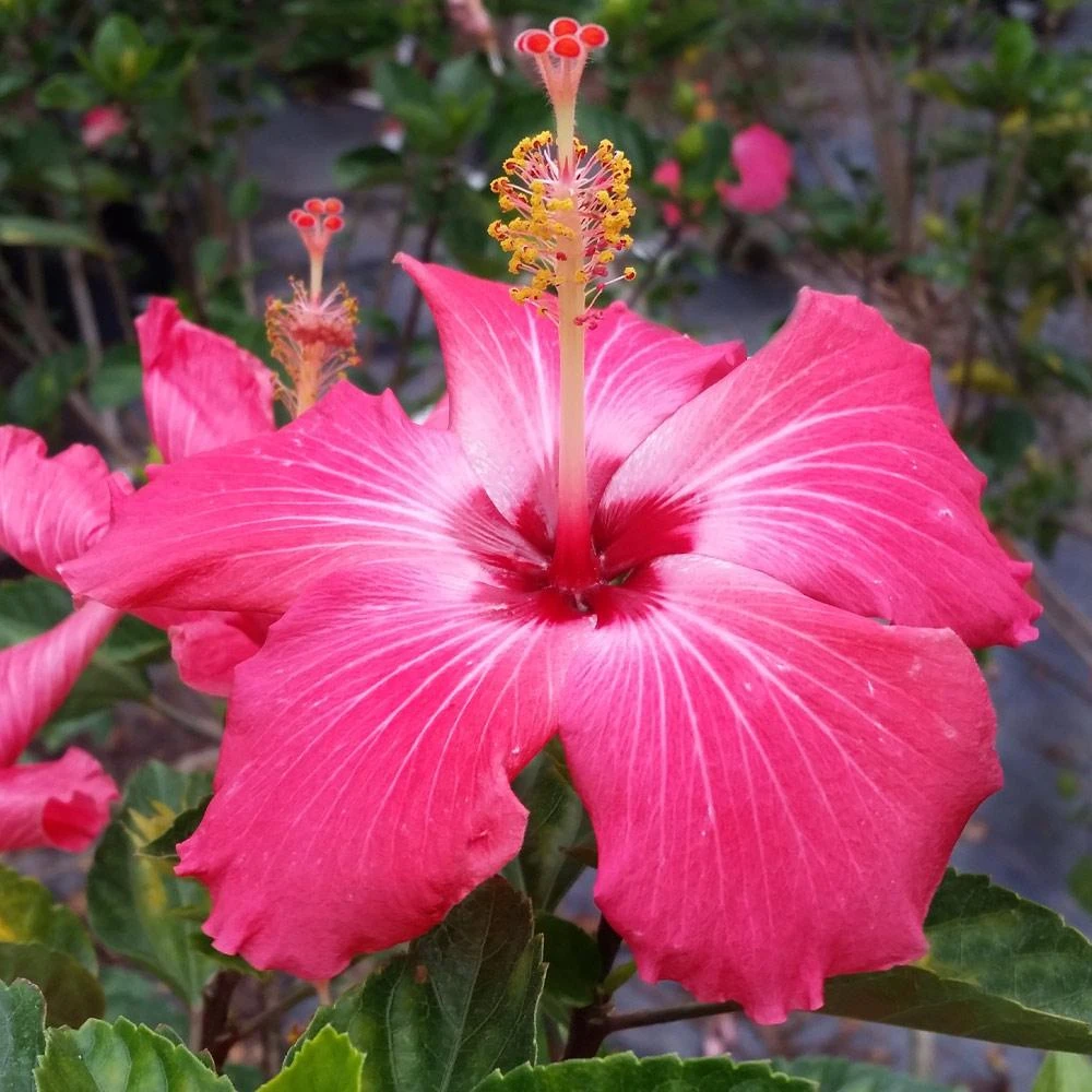 Pink Tropical Hibiscus Tree - Image 3