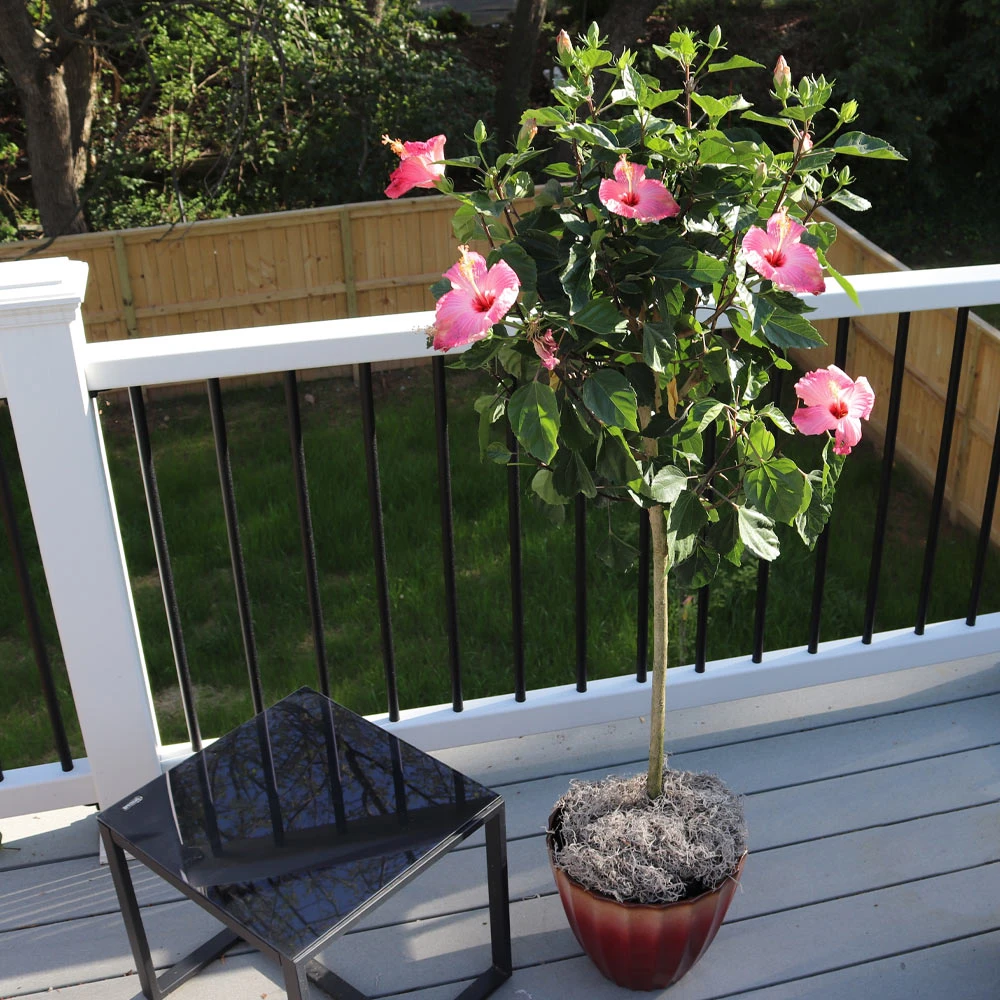 Pink Tropical Hibiscus Tree - Image 2