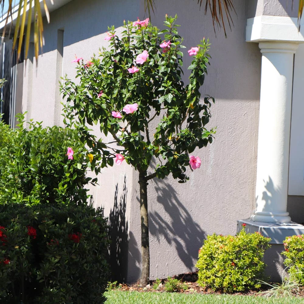 Pink Tropical Hibiscus Tree - Image 4