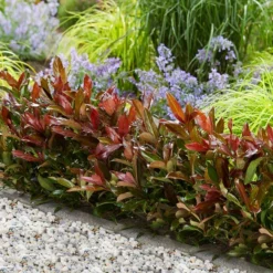 Coppertop® Sweet Viburnum Shrub