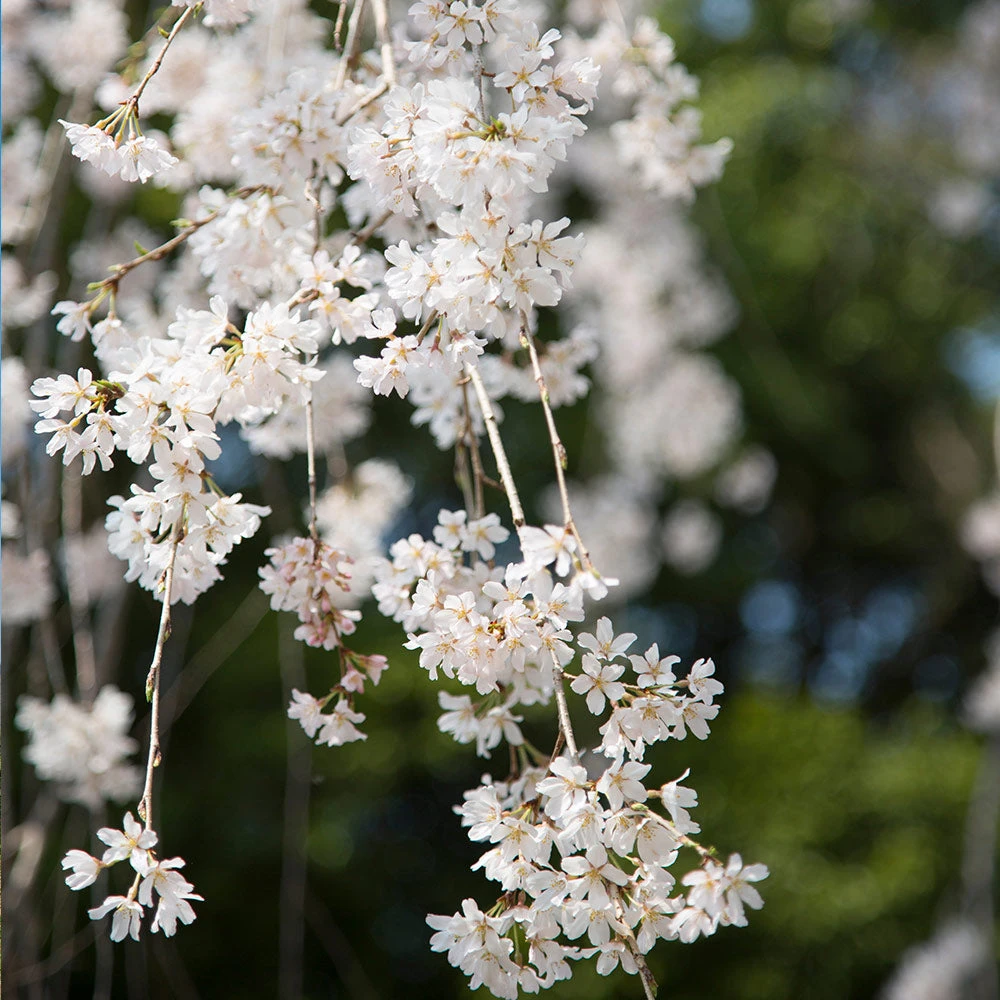 Weeping Yoshino Cherry Tree - Image 3