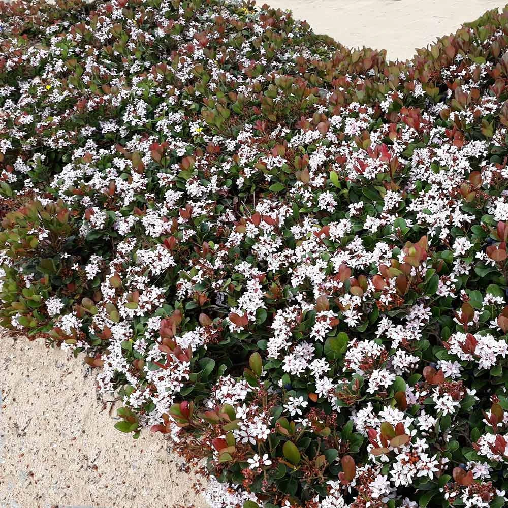 Snow White Indian Hawthorn Shrub - Image 2