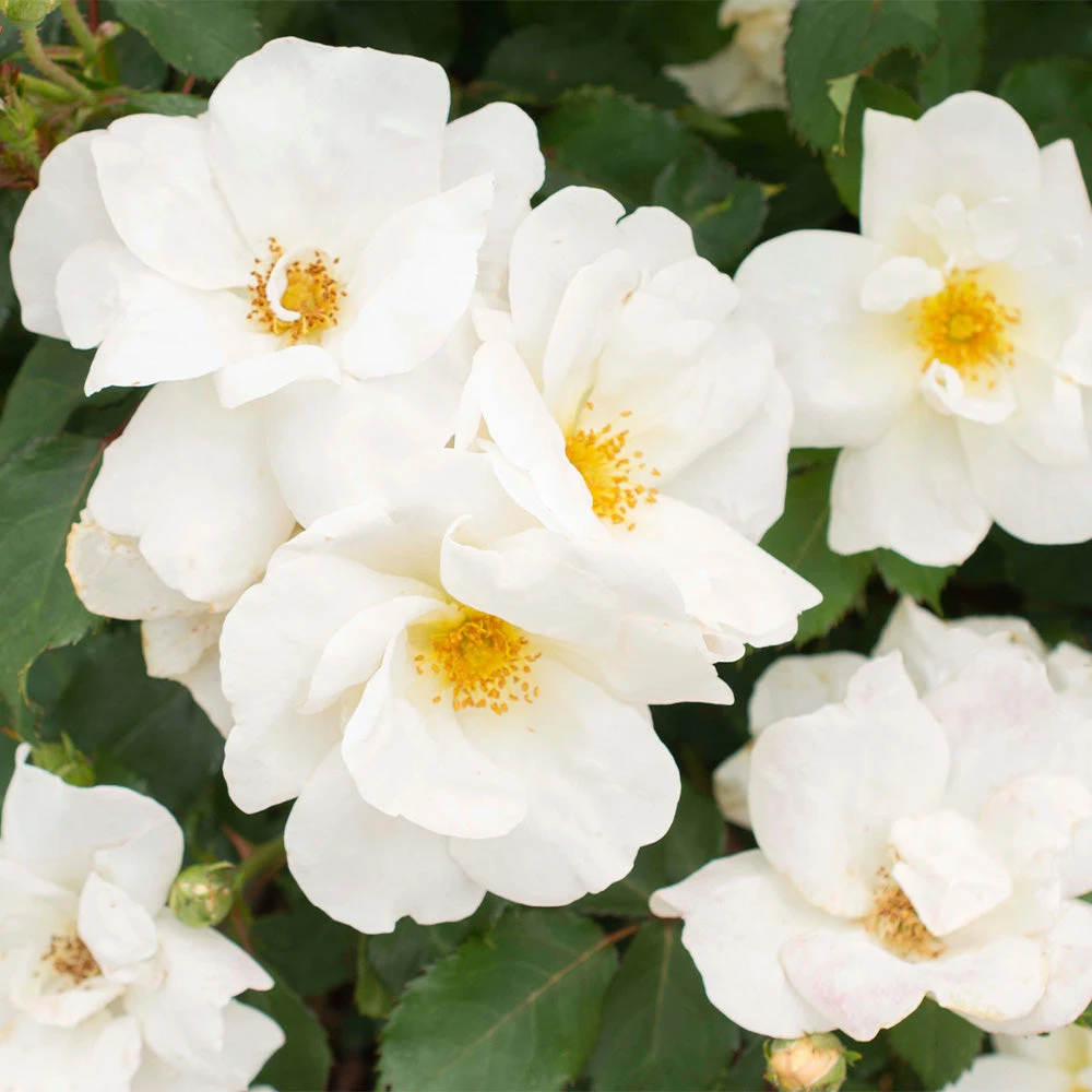 White Knock OutĀ® Rose - Image 2