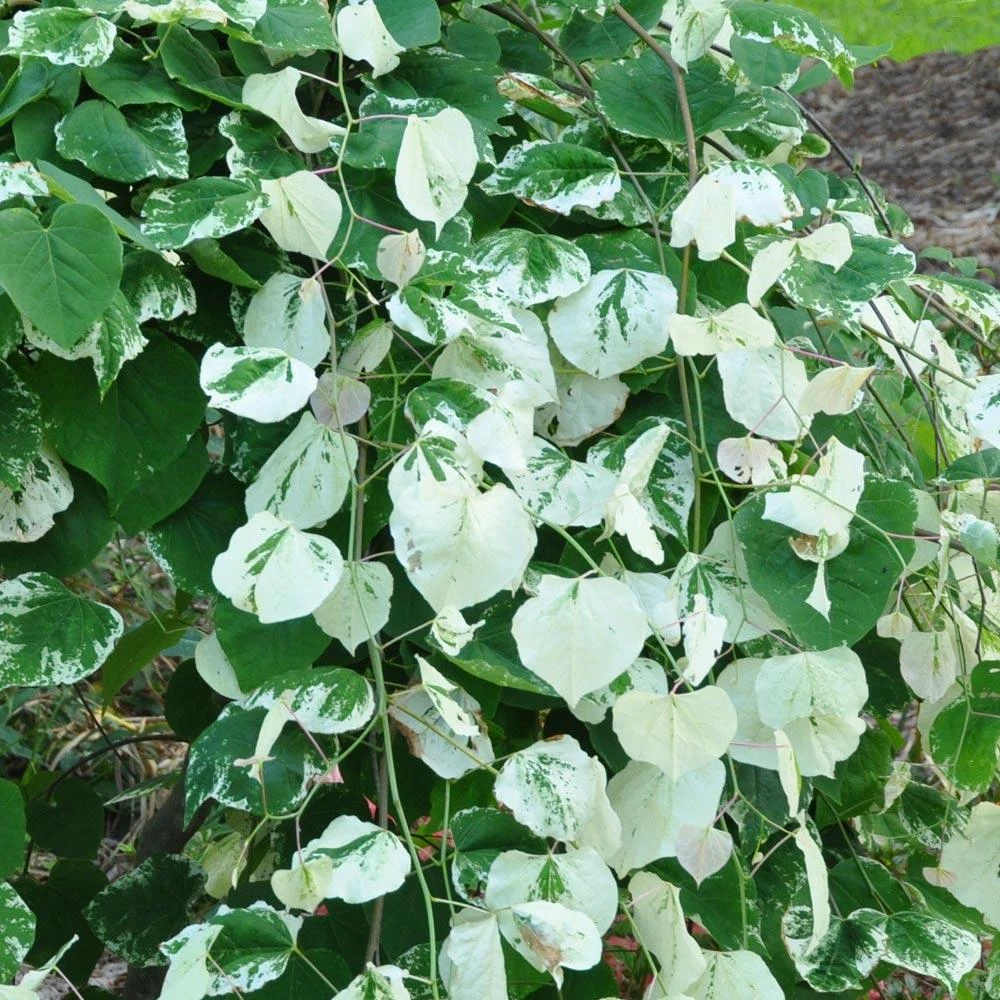 Whitewater Redbud Tree - Image 3