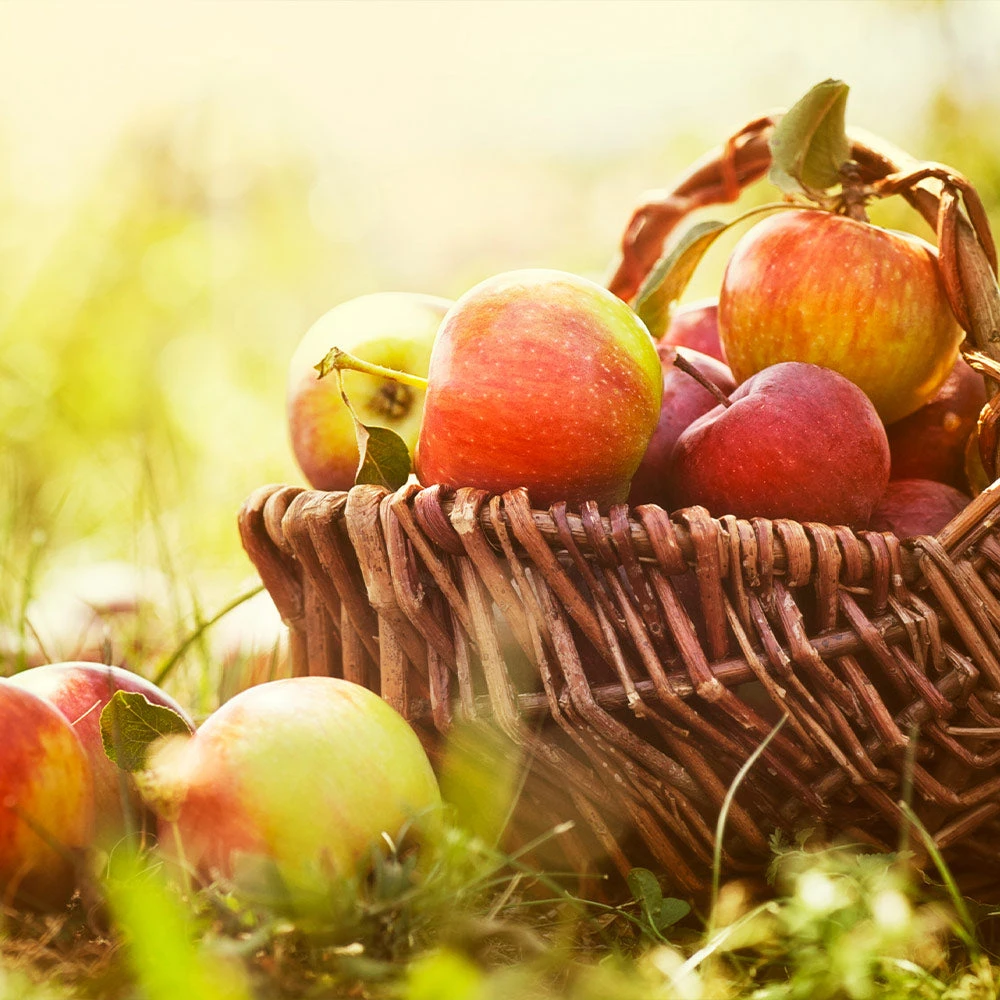 Zestar Apple Tree - Image 3